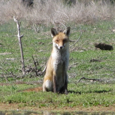 Vulpes vulpes (Red Fox) at Quambone, NSW - 15 Sep 2011 by MB