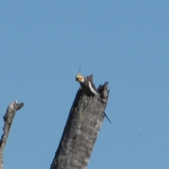 Nymphicus hollandicus (Cockatiel) at Quambone, NSW - 15 Sep 2011 by MB