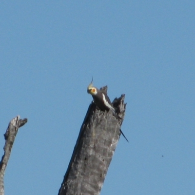 Nymphicus hollandicus (Cockatiel) at Quambone, NSW - 15 Sep 2011 by MB