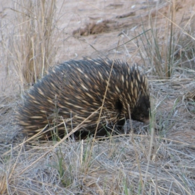 Tachyglossus aculeatus (Short-beaked Echidna) at The Marra, NSW - 16 Sep 2011 by MB