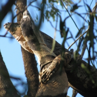 Varanus varius at The Marra, NSW - 16 Sep 2011 by MB