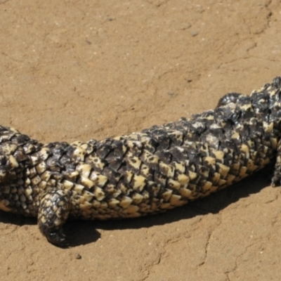 Egernia cunninghami at Carinda, NSW - 16 Sep 2011 by MB