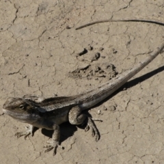 Pogona barbata at Carinda, NSW - 16 Sep 2011 by MB