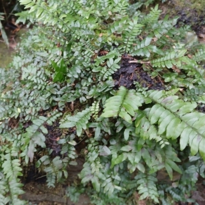 Arthropteris beckleri (Hairy Climbing Fishbone Fern) at Jamberoo, NSW - 12 Aug 2024 by plants