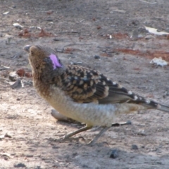 Chlamydera maculata (Spotted Bowerbird) at The Marra, NSW - 16 Sep 2011 by MB