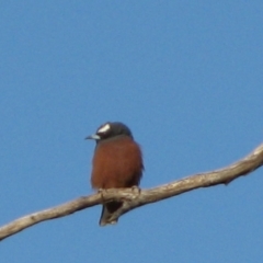 Artamus superciliosus (White-browed Woodswallow) at The Marra, NSW - 15 Sep 2011 by MB