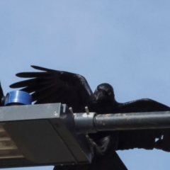 Corvus coronoides (Australian Raven) at Whitlam, ACT - 25 Jul 2024 by AlisonMilton