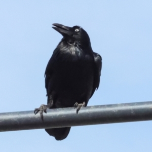 Corvus coronoides at Whitlam, ACT - 25 Jul 2024 11:47 AM