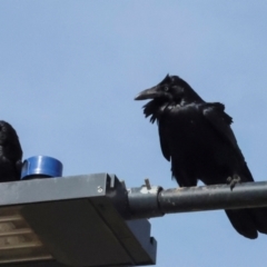 Corvus coronoides at Whitlam, ACT - 25 Jul 2024 11:47 AM