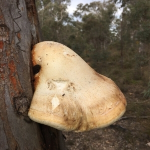 Laetiporus portentosus at Acton, ACT - 20 Aug 2024 04:58 PM