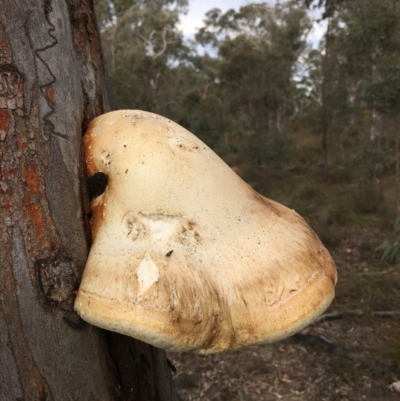 Laetiporus portentosus (White Punk) at Acton, ACT - 20 Aug 2024 by RWPurdie