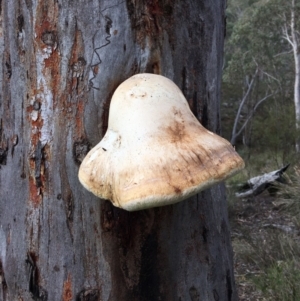 Laetiporus portentosus at Acton, ACT - 20 Aug 2024 04:58 PM