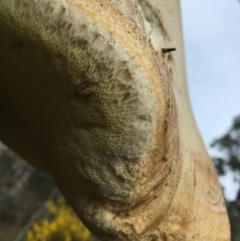 Laetiporus portentosus at Acton, ACT - 20 Aug 2024 04:58 PM