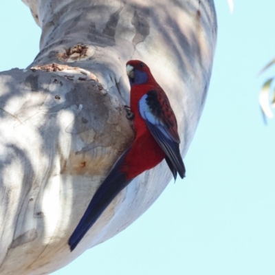 Platycercus elegans (Crimson Rosella) at Bruce, ACT - 2 Aug 2024 by AlisonMilton