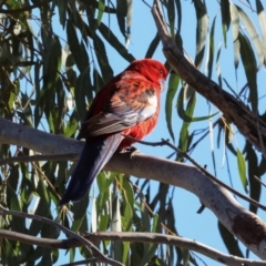 Platycercus elegans at Bruce, ACT - 2 Aug 2024 11:33 AM