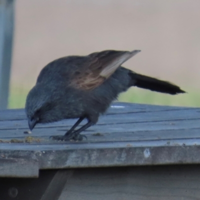 Struthidea cinerea (Apostlebird) at Marlborough, QLD - 20 Aug 2024 by lbradley