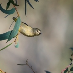 Pardalotus punctatus (Spotted Pardalote) at Hackett, ACT - 19 Aug 2024 by trevsci