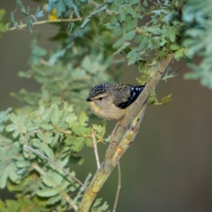 Pardalotus punctatus at Hackett, ACT - 20 Aug 2024