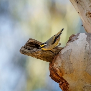 Pardalotus striatus at Watson, ACT - 20 Aug 2024 11:56 AM