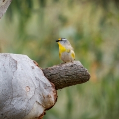 Pardalotus striatus at Watson, ACT - 20 Aug 2024