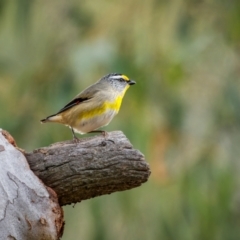 Pardalotus striatus at Watson, ACT - 20 Aug 2024 11:56 AM