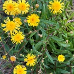 Senecio pinnatifolius at Meikleville Hill, QLD - 20 Aug 2024 by lbradley