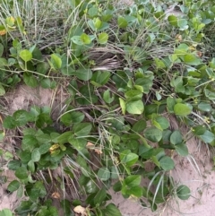 Vigna marina at Meikleville Hill, QLD - 20 Aug 2024 05:45 PM