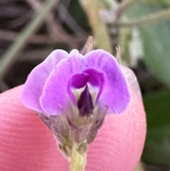 Glycine sp. at Meikleville Hill, QLD - 20 Aug 2024 by lbradley