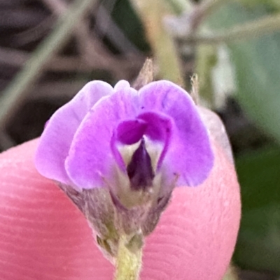 Glycine sp. at Meikleville Hill, QLD - 20 Aug 2024 by lbradley