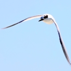 Sternula nereis at Houtman Abrolhos, WA - 16 Apr 2024 02:59 PM