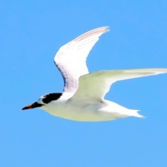 Sternula nereis at Houtman Abrolhos, WA - 16 Apr 2024 02:59 PM