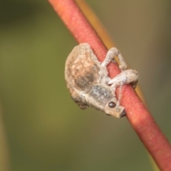 Gonipterus scutellatus (Eucalyptus snout beetle, gum tree weevil) at Higgins, ACT - 20 Aug 2024 by AlisonMilton