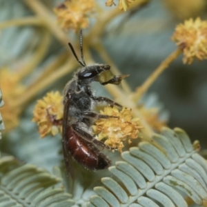 Lasioglossum (Parasphecodes) sp. (genus & subgenus) at Holt, ACT - 20 Aug 2024