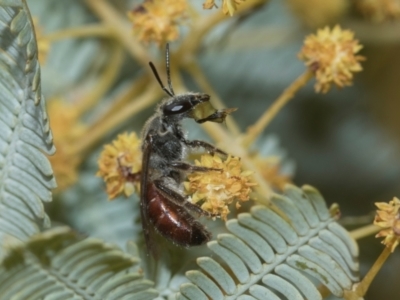 Lasioglossum (Parasphecodes) sp. (genus & subgenus) (Halictid bee) at Holt, ACT - 20 Aug 2024 by AlisonMilton