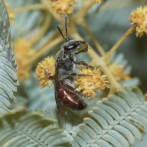 Lasioglossum (Parasphecodes) sp. (genus & subgenus) at Holt, ACT - 20 Aug 2024