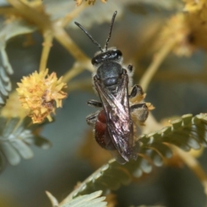 Lasioglossum (Parasphecodes) sp. (genus & subgenus) at Holt, ACT - 20 Aug 2024