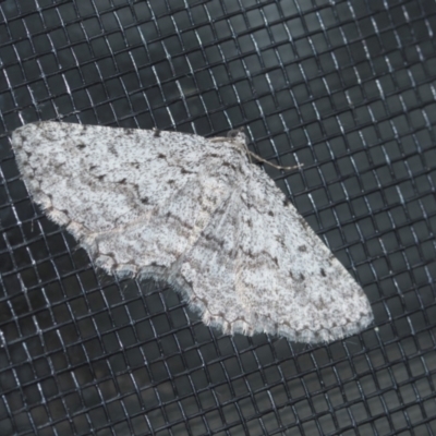 Phelotis cognata (Long-fringed Bark Moth) at Higgins, ACT - 20 Aug 2024 by AlisonMilton