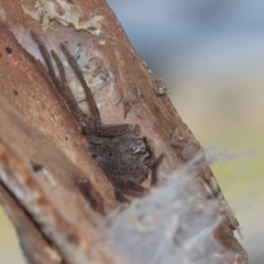 Isopeda canberrana (Canberra Huntsman Spider) at Higgins, ACT - 20 Aug 2024 by AlisonMilton