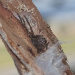 Isopeda canberrana at Higgins, ACT - 20 Aug 2024 11:34 AM