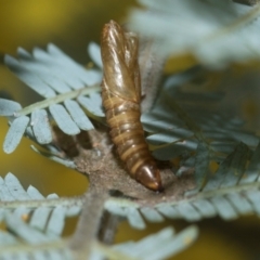 Lepidoptera unclassified IMMATURE moth at Higgins, ACT - 20 Aug 2024 by AlisonMilton