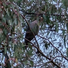 Phaps chalcoptera (Common Bronzewing) at Bruce, ACT - 20 Aug 2024 by mroseby