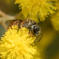 Lasioglossum (Homalictus) punctatum (A halictid bee) at Higgins, ACT - 20 Aug 2024 by AlisonMilton