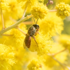 Lasioglossum (Homalictus) punctatum at Higgins, ACT - 20 Aug 2024