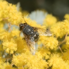 Tachinidae (family) (Unidentified Bristle fly) at Higgins, ACT - 20 Aug 2024 by AlisonMilton