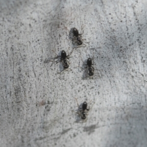 Iridomyrmex sp. (genus) at Higgins, ACT - 20 Aug 2024