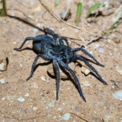 Unverified Wolf spider (Lycosidae) at Parkes, NSW - 20 Aug 2024 by Csteele4