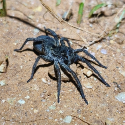 Unidentified Wolf spider (Lycosidae) at Parkes, NSW - 20 Aug 2024 by Csteele4