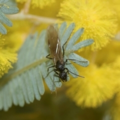 Formicidae (family) (Unidentified ant) at Higgins, ACT - 20 Aug 2024 by AlisonMilton