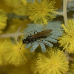 Formicidae (family) at Higgins, ACT - 20 Aug 2024