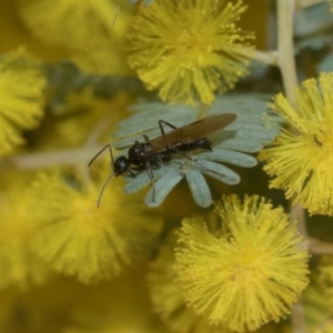 Formicidae (family) at Higgins, ACT - 20 Aug 2024